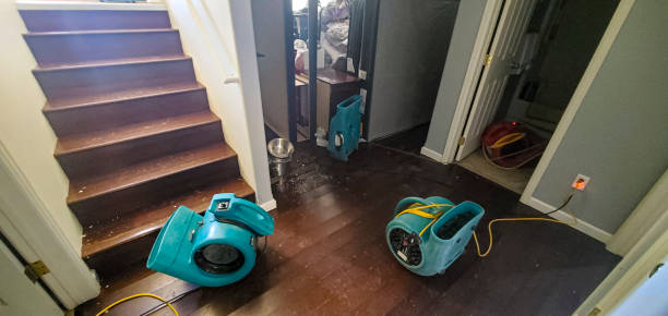 Best Mold removal after water damage  in Blanding, UT